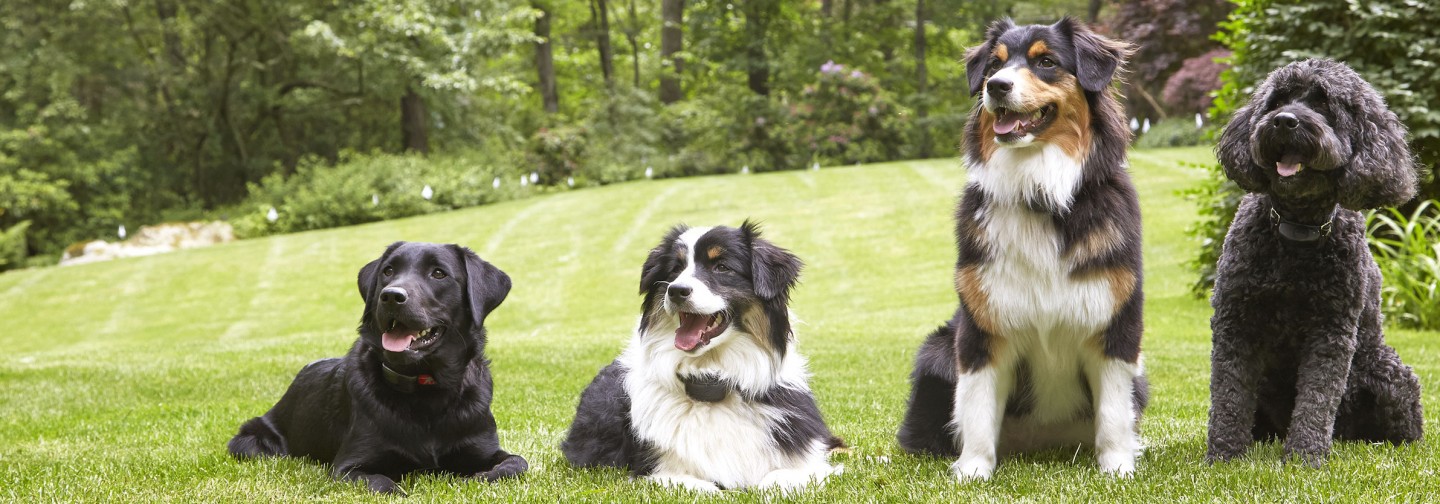 DogWatch of Southeastern CT, Old Lyme, Connecticut | Support Footer Image Image