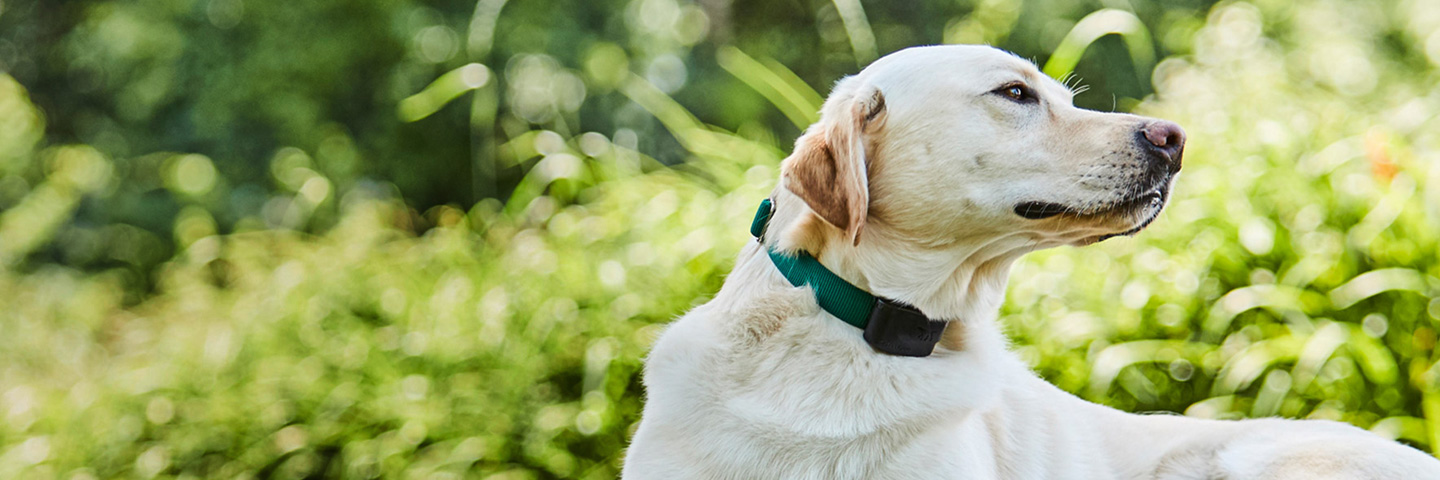 DogWatch of Southeastern CT, Old Lyme, Connecticut | Veterinary Information Slider Image