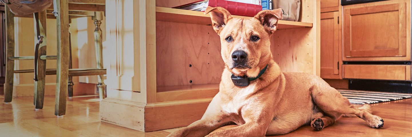 DogWatch of Southeastern CT, Old Lyme, Connecticut | Indoor Pet Fences Slider Image