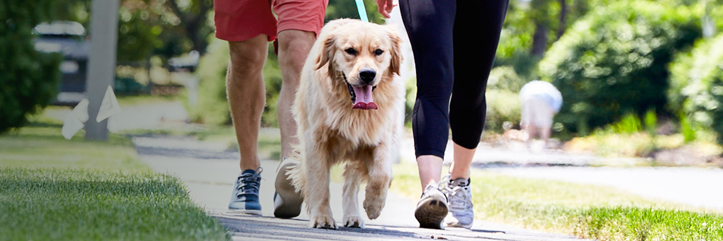 DogWatch of Southeastern CT, Old Lyme, Connecticut | SideWalker Leash Trainer Slider Image