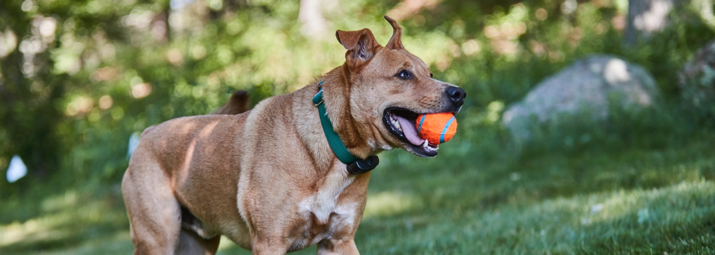 DogWatch of Southeastern CT, Old Lyme, Connecticut | ProFenceX Slider Image